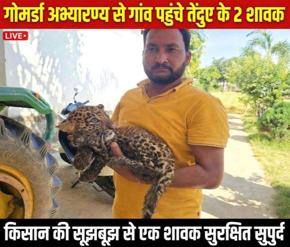 Sarangarh News, Leopard Cubs, Gomarda Sanctuary, Saraypali Forest, Dolchand Patel, Chhattisgarh Wildlife News, Tendua Shavak,